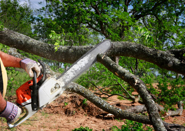 Tree and Shrub Care in Harmony, RI